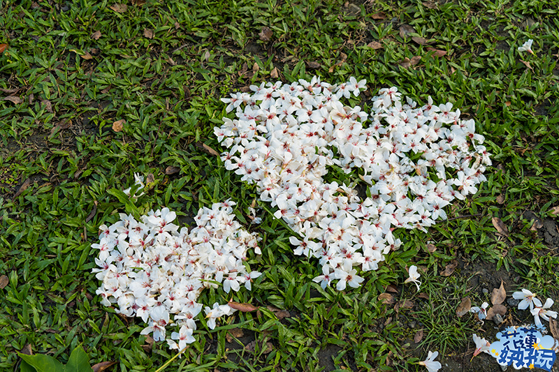 【吉安好玩】南華林業園區賞桐｜四月春雪，吉安鄉限定的雪白花毯 花蓮好好玩